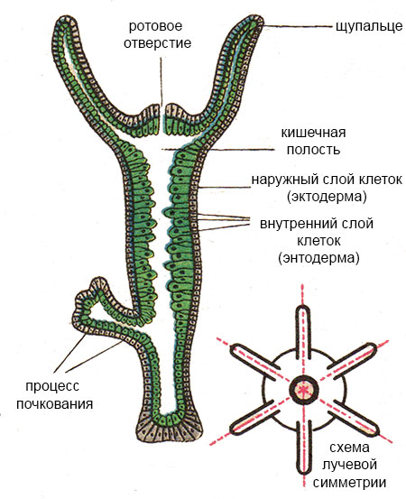 Настоящий сайт blacksprut bs2web top