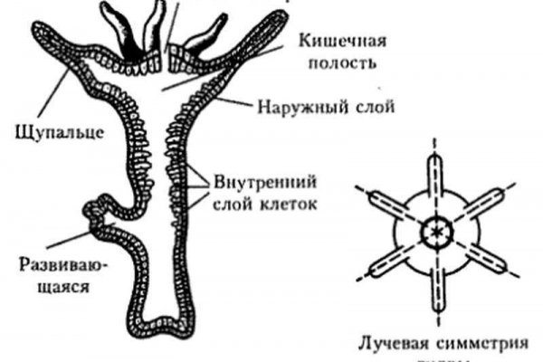 Rutor blacksprut blacksprut adress com